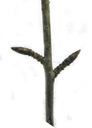 common buckthorn (rhamnus cathartica), twig with oblique-opposite shoots and buds, buds pointy egg-shaped, black or dark-brown. 2009-01-26, Pentax W60. keywords: purgier-kreuzdorn, nerprun purgatif, ramno catartico